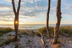Baltic: Trees beach