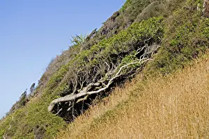 Windswept: Trees bent by prevailing wind