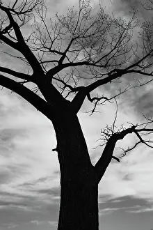 Fire: Trees of Bosque series, after a control burn for