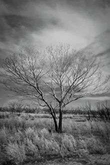 Control: Trees after a control burn for eastern red cedar