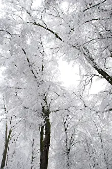 Arty: Trees - covered in frost