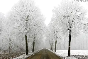 Avenues: Trees - covered in frost along road