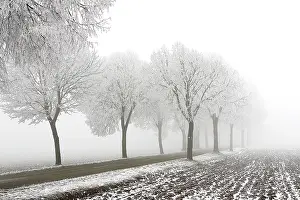 Avenues: Trees - covered in frost along road and mist