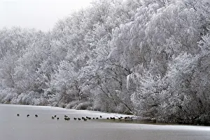 Frosts: Trees covered with ice and ducks on a frozen pond Dombes