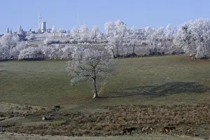 Frosts: Trees covered with ice and horses in a meadow Tinchebray