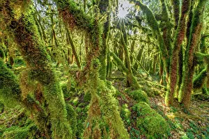 Humidity: Trees covered with moss (Antitrichia curtipendula)