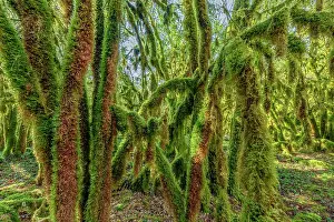 Humidity: Trees covered with moss (Antitrichia curtipendula)