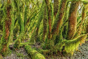 Humidity: Trees covered with moss (Antitrichia curtipendula)
