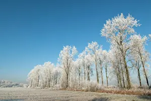 Regulieren: Trees covered with rime ice in winter landscape