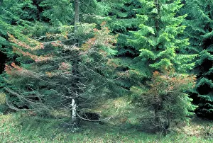 Concerns: Trees damaged by acid rain