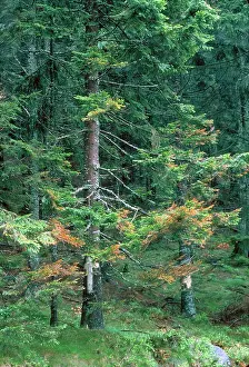 Killed: Trees damaged by acid rain