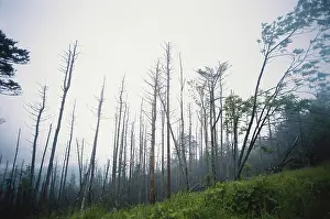 Mitchell: Trees Damaged by Acid Rain