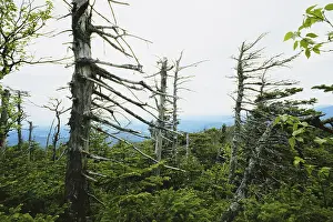 Hump: Trees Damaged by Acid Rain