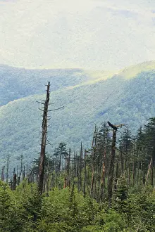 Mitchell: Trees Damaged by Acid Rain