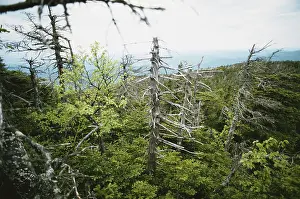 Hump: Trees Damaged by Acid Rain