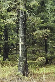 Needles: Trees Damaged by Acid Rain