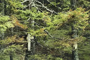 Needles: Trees Damaged by Acid Rain
