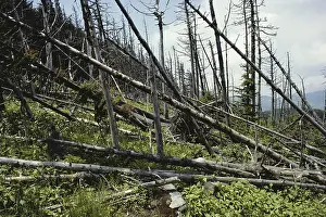 Acid: Trees Damaged by Acid Rain