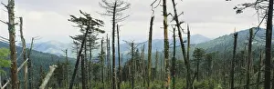 Acid: Trees Damaged by Acid Rain
