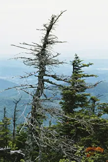 Acid: Trees Damaged by Acid Rain