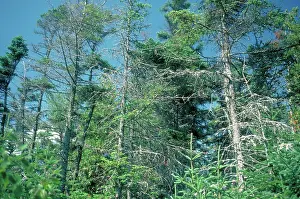 Acid: Trees damaged by acid rain