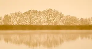 Broads: Trees at Dawn - Hickling Broad Norfolk UK