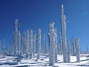 Destroyed: Trees destroyed by Bark Beetle - covered in snow