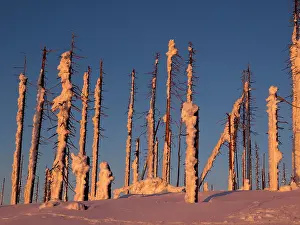 Destroyed: Trees destroyed by Bark Beetle - covered in snow