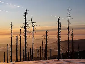 Destroyed: Trees destroyed by Bark Beetle - at sunset
