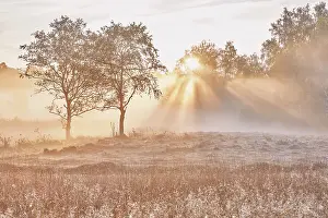 Biotopes: Trees in the early morning mist at sunrise, Eigenried raised