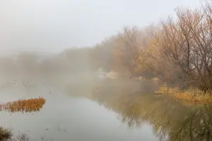 Adam: Trees on foggy morning, Bosque del Apache National