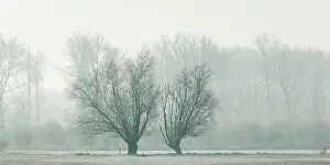 Regulieren: Trees in foggy snow-covered farmland