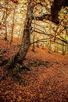 Sergio Arias: Trees in the forest in Autumn