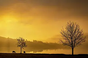 Cumbria: Trees with grazing Domestic sheep (Ovis gmelini