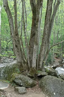 Mechanical: Trees Growing Among Rocks