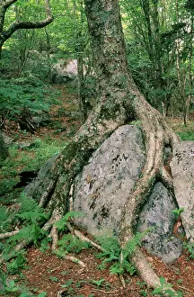 Mechanical: Trees Growing Among Rocks