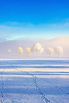 Tracks: Trees with hoarfrost and fog, animal tracks in the