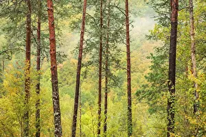 Sergio Arias: Trees in Irati Forest