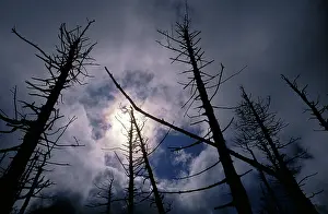 Killed: Trees killed by acid rain