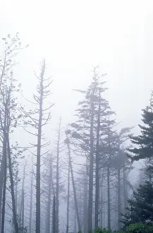 Killed: Trees killed by acid rain