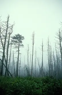 Killed: Trees killed by acid rain