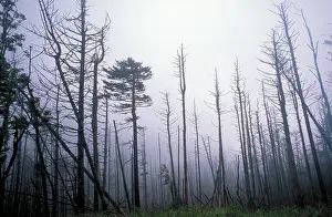 Killed: Trees killed by acid rain