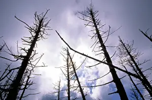 Killed: Trees killed by acid rain