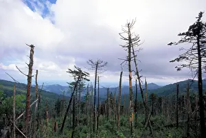 Killed: Trees killed by acid rain