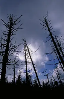 Killed: Trees killed by acid rain
