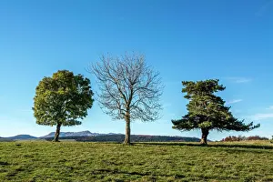 Landscap: Three trees in a landscap, Puy de Dome department
