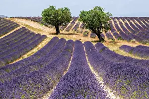 Valensole: Two trees in a lavender field, flowering true la