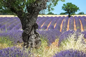 Puimoisson: Trees in a lavender field, flowering true lavend