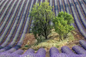 Puimoisson: Trees in lavender field, flowering true lavender