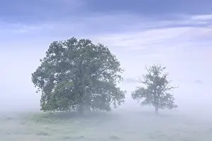 Contemplation: Trees in the mist at UNESCO Biosphere Reserve Elbe